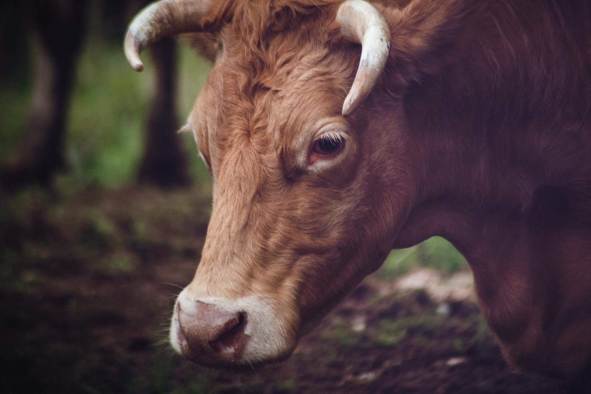 Close-up of a bull's face | Source: Pexels