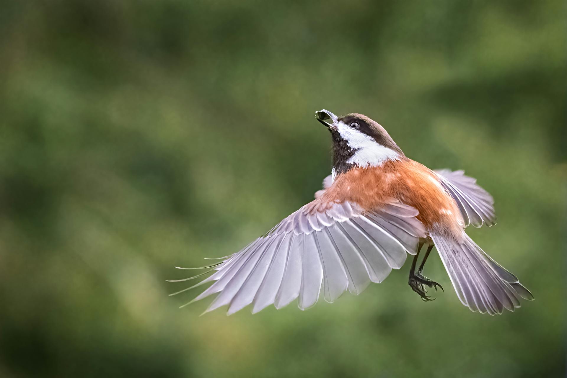 A bird in the air | Source: Pexels