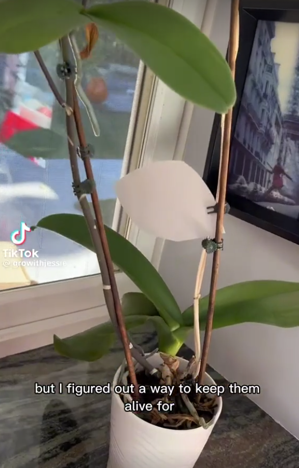 A potted plant near the window as seen in a TikTok video dated Jan 24, 2023 | Source: Tiktok/@growithjessie