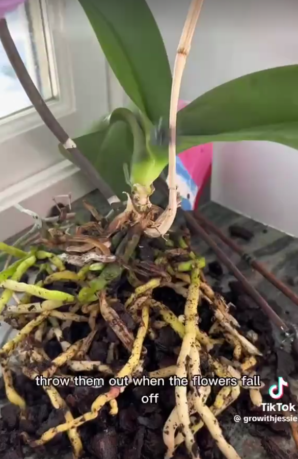 Orchid roots as seen in a TikTok video dated Jan 24, 2023 | Source: TikTok/@growithjessie