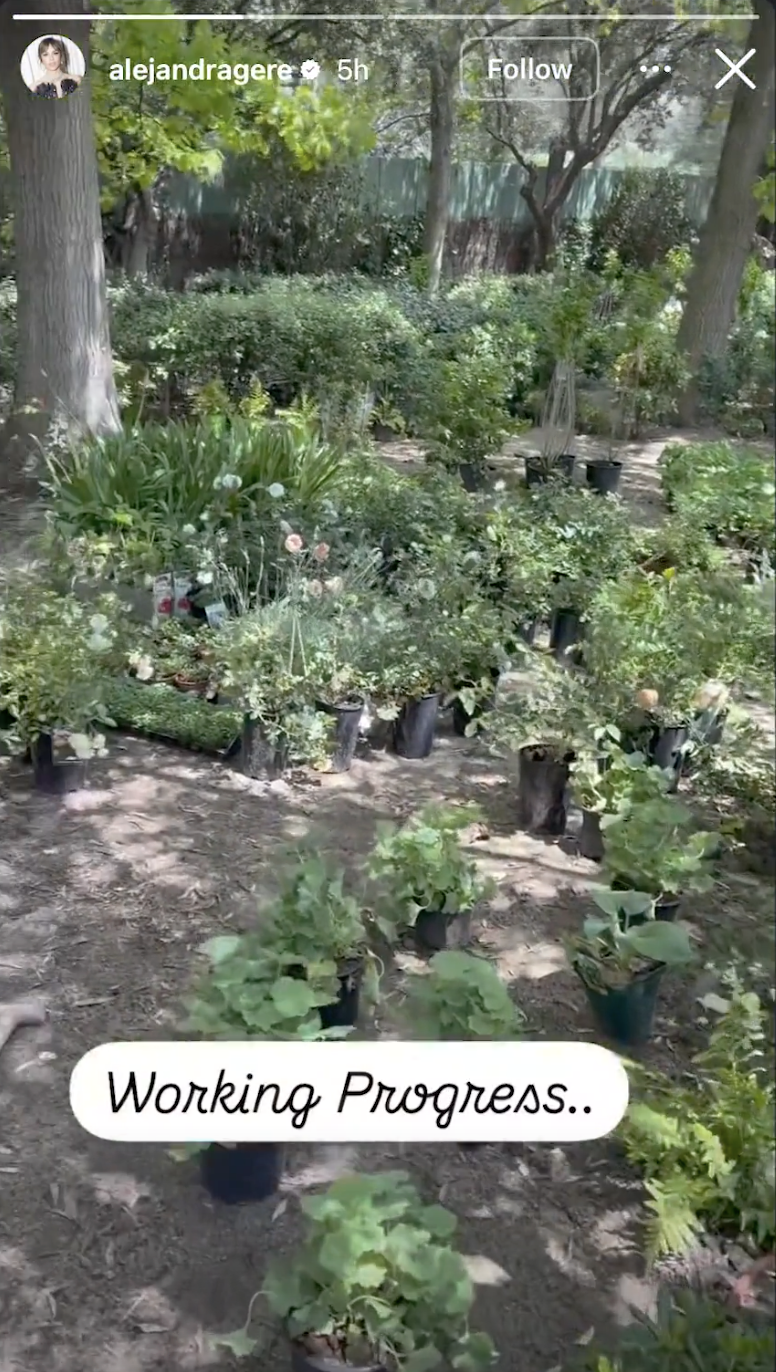 Silva documented the transformation of a shaded section of the property as newly planted greenery and flowering plants began taking shape during a landscaping project.