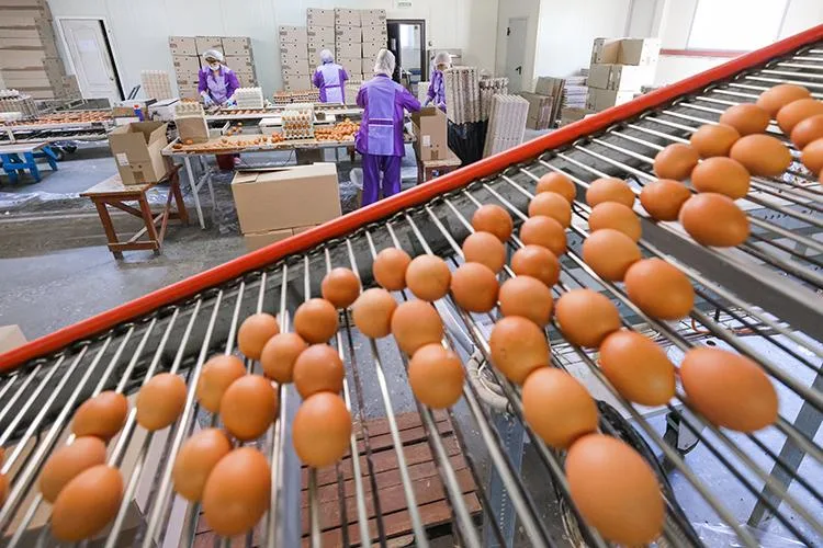 Shell eggs move through a packing facility in an illustrative image. Federal investigators traced the Salmonella outbreak, in part, to recalled shell eggs produced by Midwest Poultry Services, L.P.